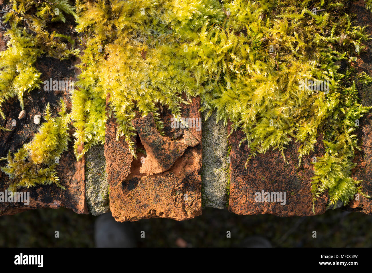 Crumbling old brick wall with moss growing on the upper surface in UK Stock Photo