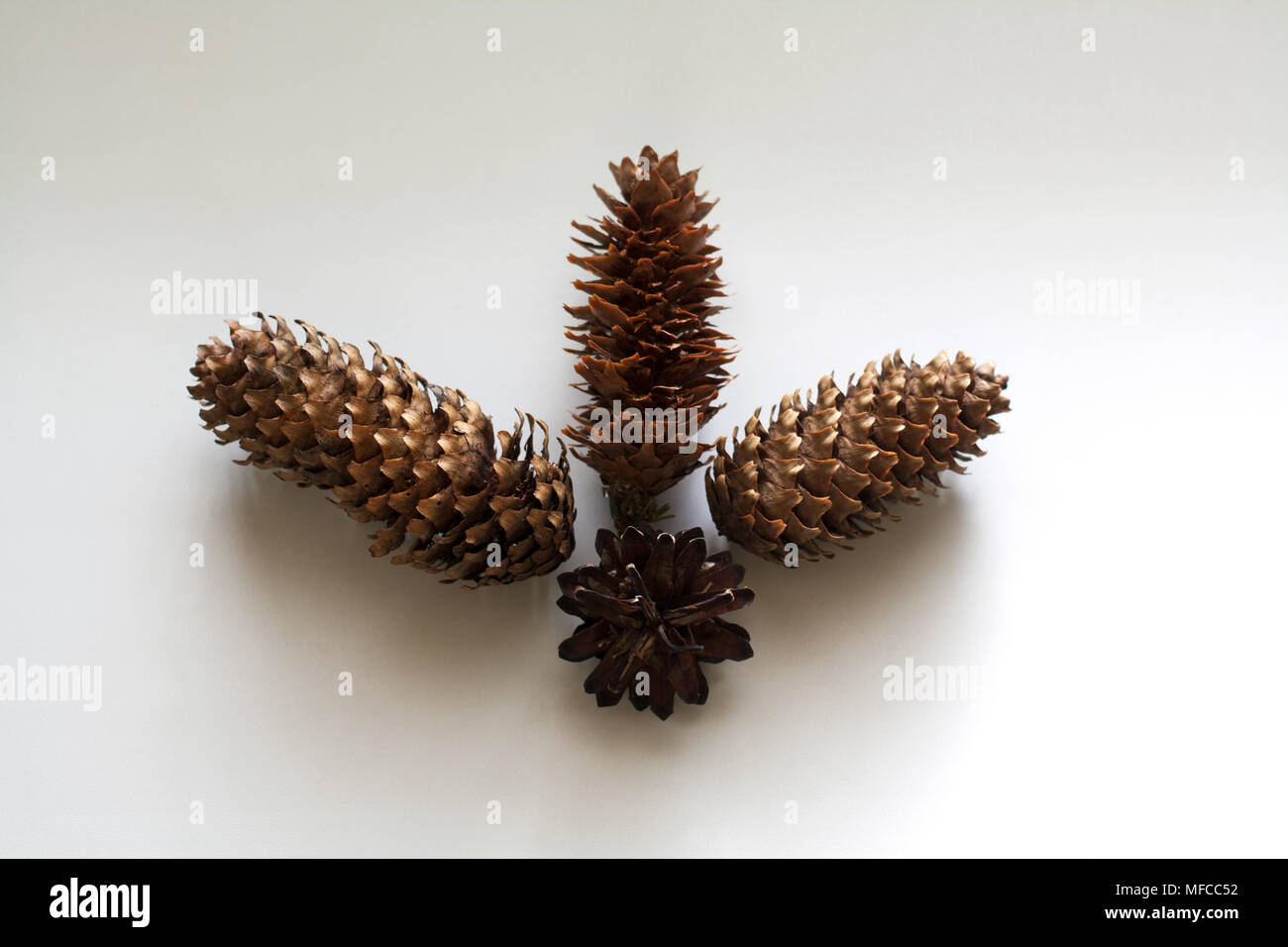 Conifer cones composition isolated on white background Stock Photo