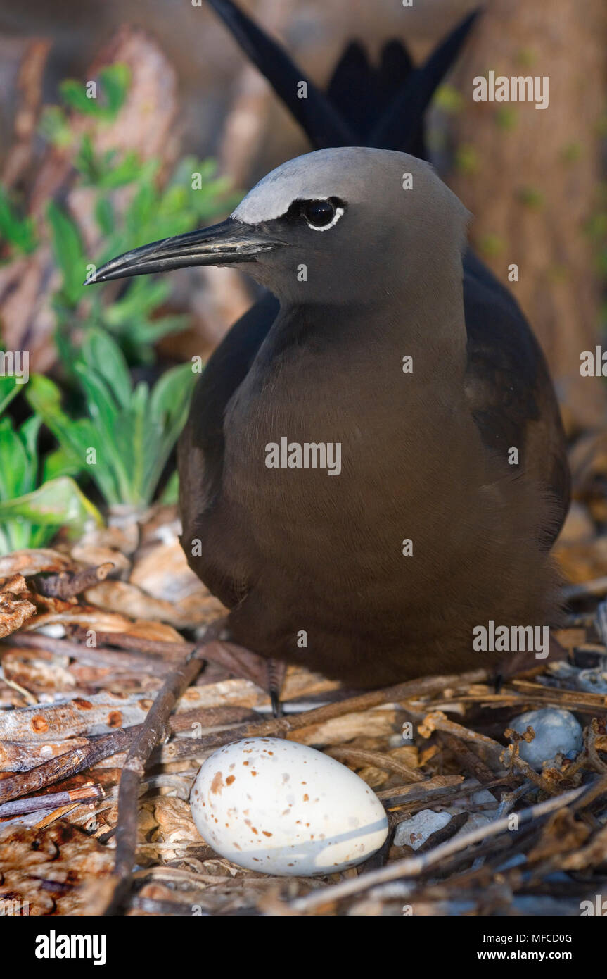 Lesser Noddiesnesting COMMON NODDY on nest, Anous stolidus; Australia Stock Photo - Alamy