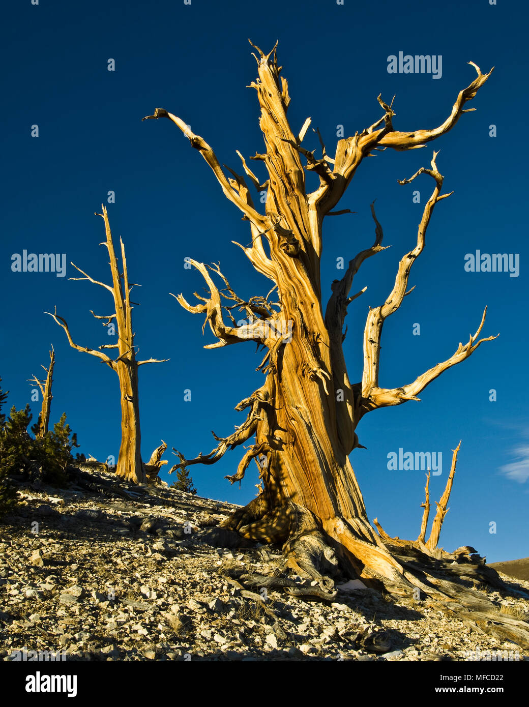 Bristlecone pine in White Mountains of California; Pinus longaeva Stock Photo