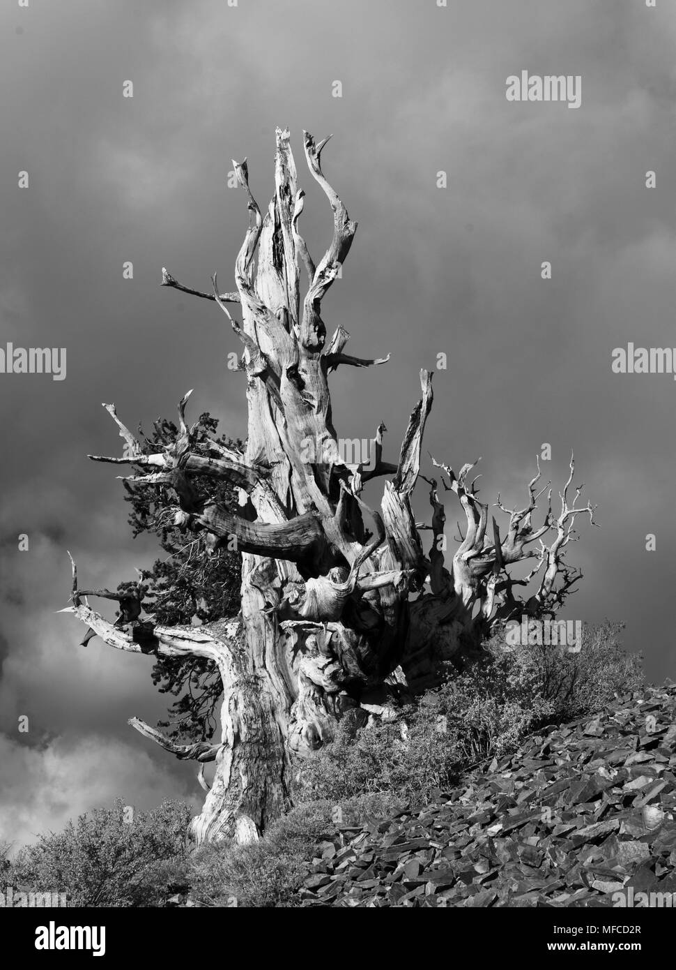 Bristlecone pine in White Mountains of California; Pinus longaeva Stock Photo