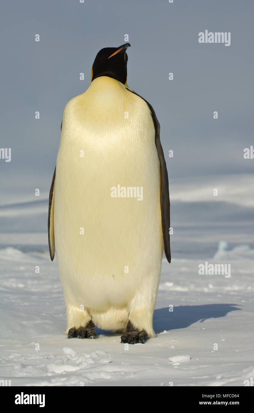 Emperor penguin, Aptenodytes fosteri, Antarctica Stock Photo - Alamy