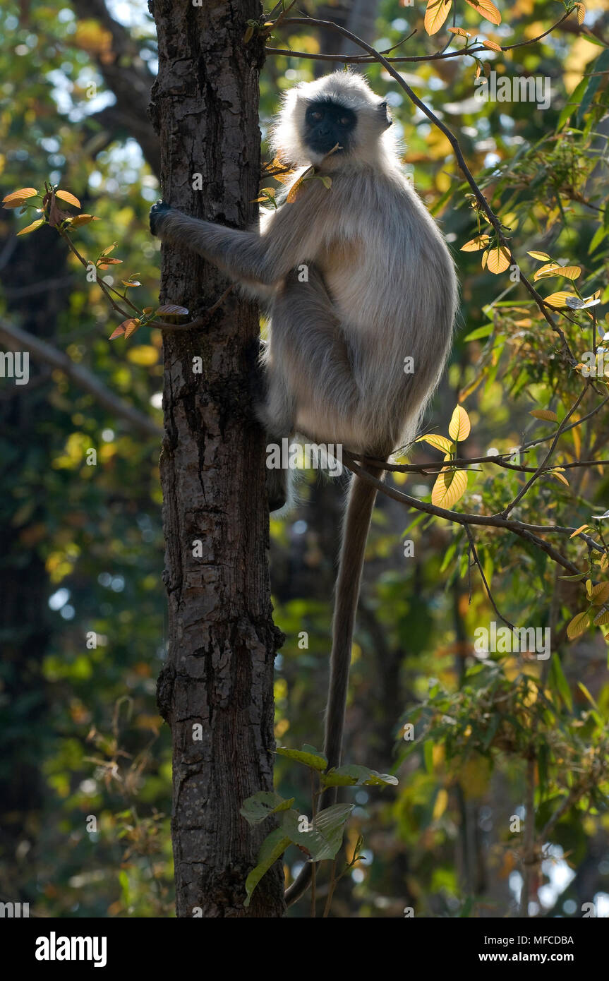 Grey langur monkey; Semnopitheaus entellus; Kanha National Park, India Stock Photo