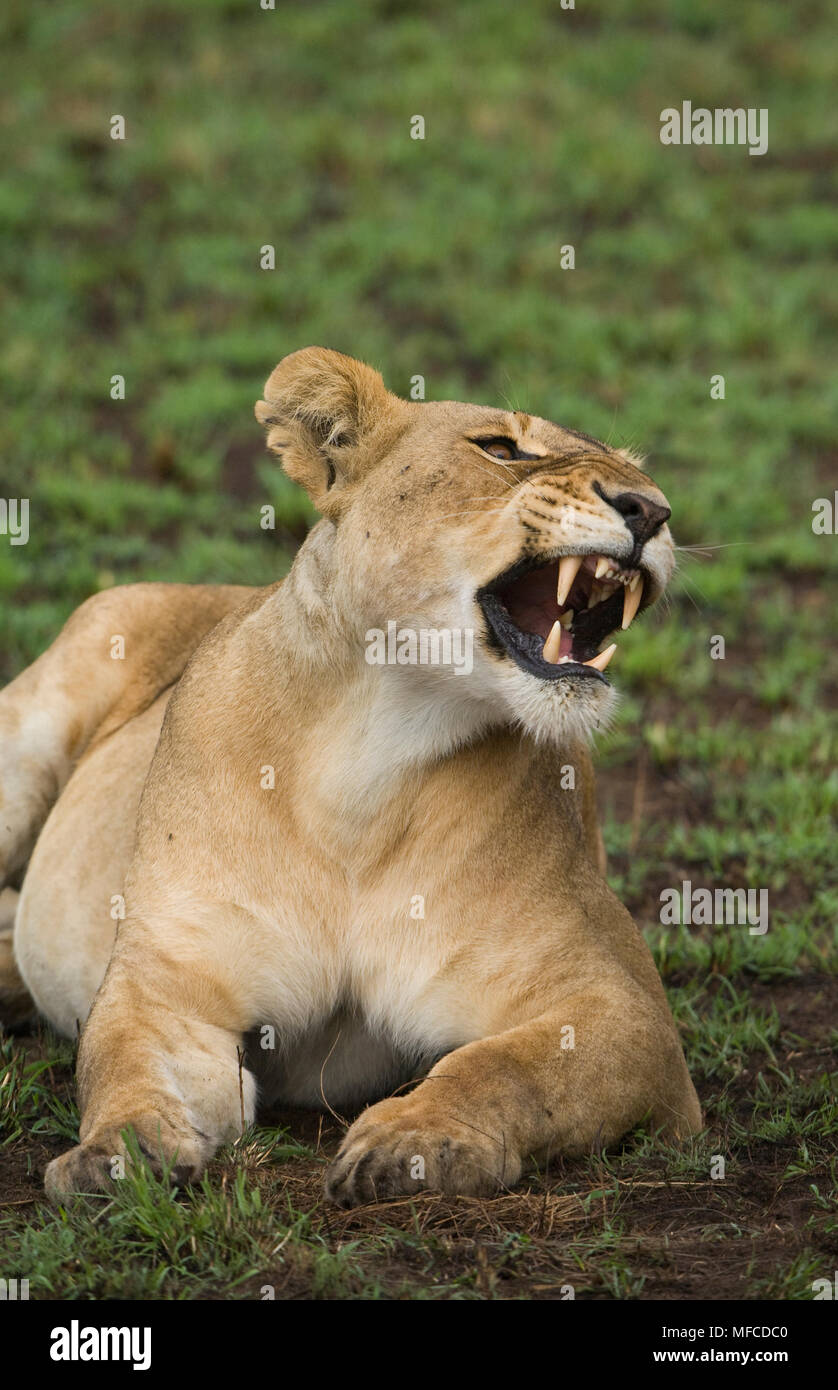 Lioness, Panthera leo; Masai Mara, Kenya Stock Photo - Alamy