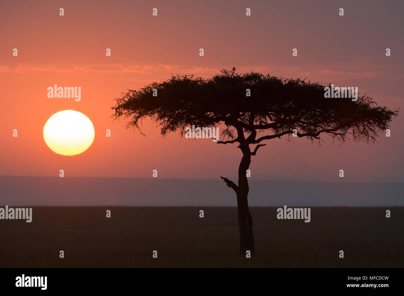Balanites tree (also called desert date), Balanites aegyptia; Masai Mara, Kenya Stock Photo