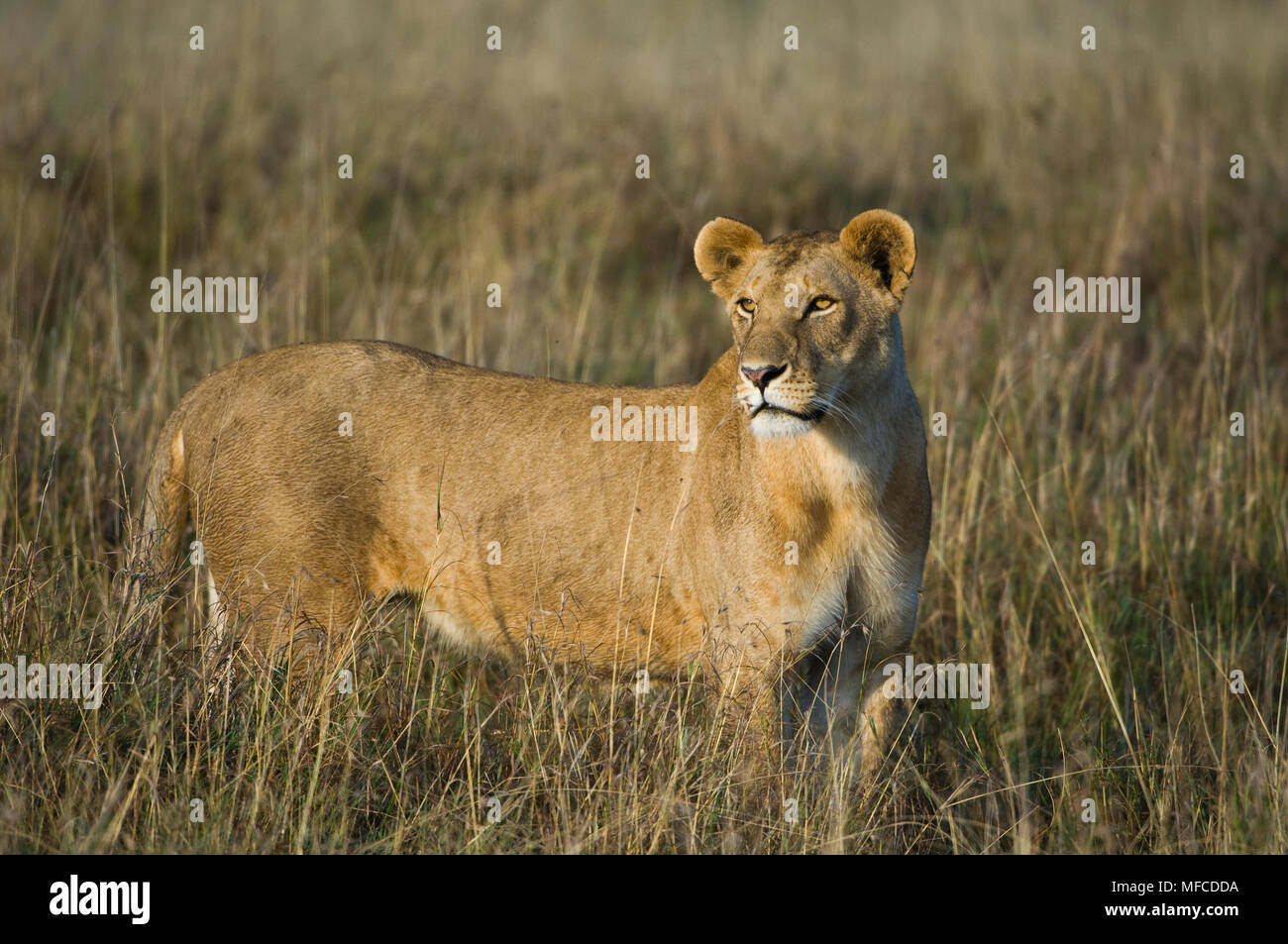 Lion, Panthera leo; Masai Mara, Kenya Stock Photo - Alamy