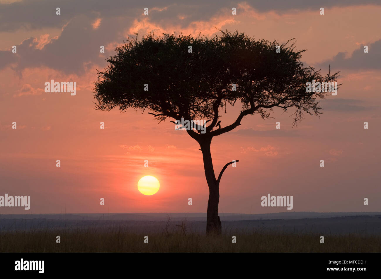 Balanites tree (also called desert date) and surise, Balanites aegyptia; Masai Mara, Kenya Stock Photo
