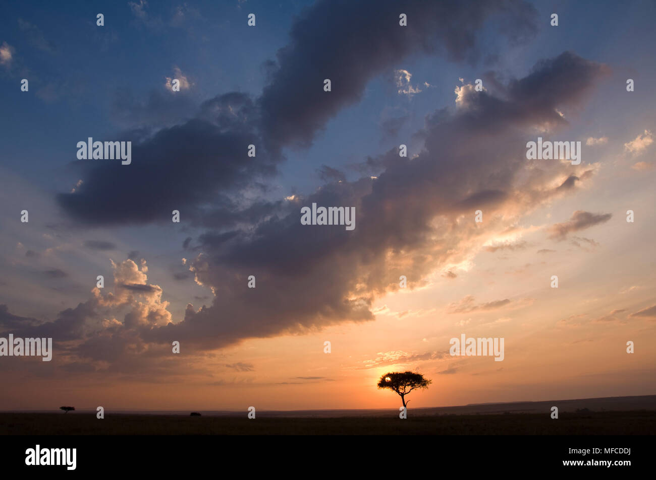 Balanites tree (also called desert date) and sunrise, Balanites aegyptia; Masai Mara, Kenya Stock Photo