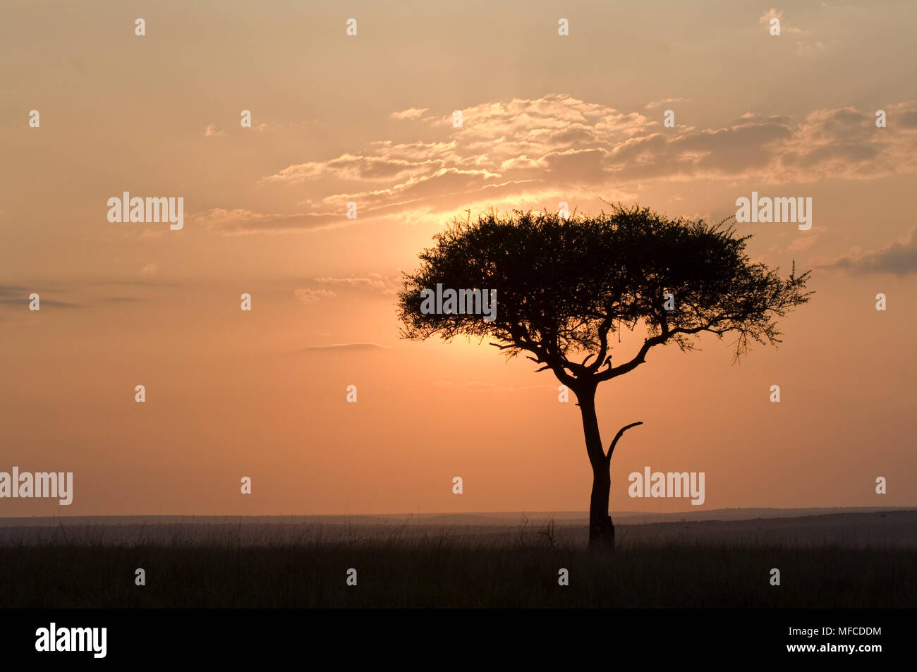 Balanites tree (also called desert date) and sunrise, Balanites aegyptia; Masai Mara, Kenya Stock Photo