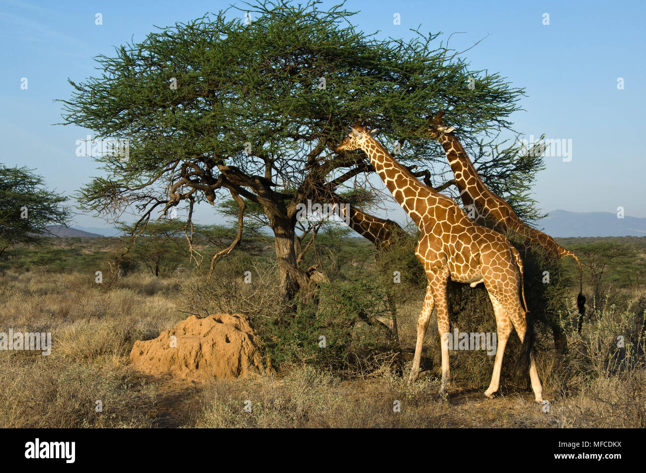 Reticulated giraffes eat leaves from an acacia tree, Giraffa reticulata; Samburu, Kenya Stock Photo