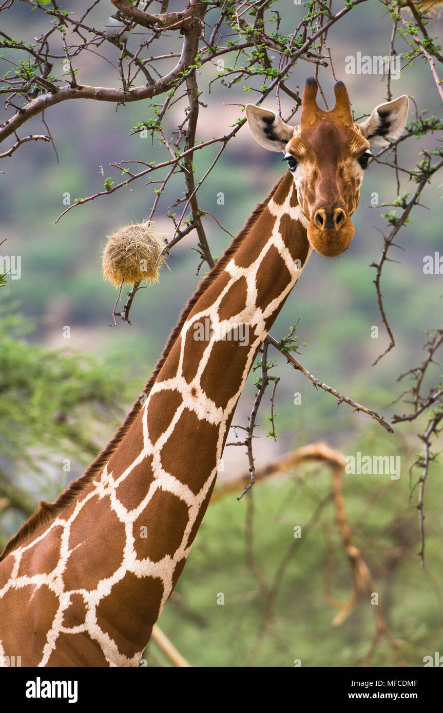 Reticulated giraffe and acacia tree with weaver nest, Giraffa reticulata; Samburu, Kenya Stock Photo