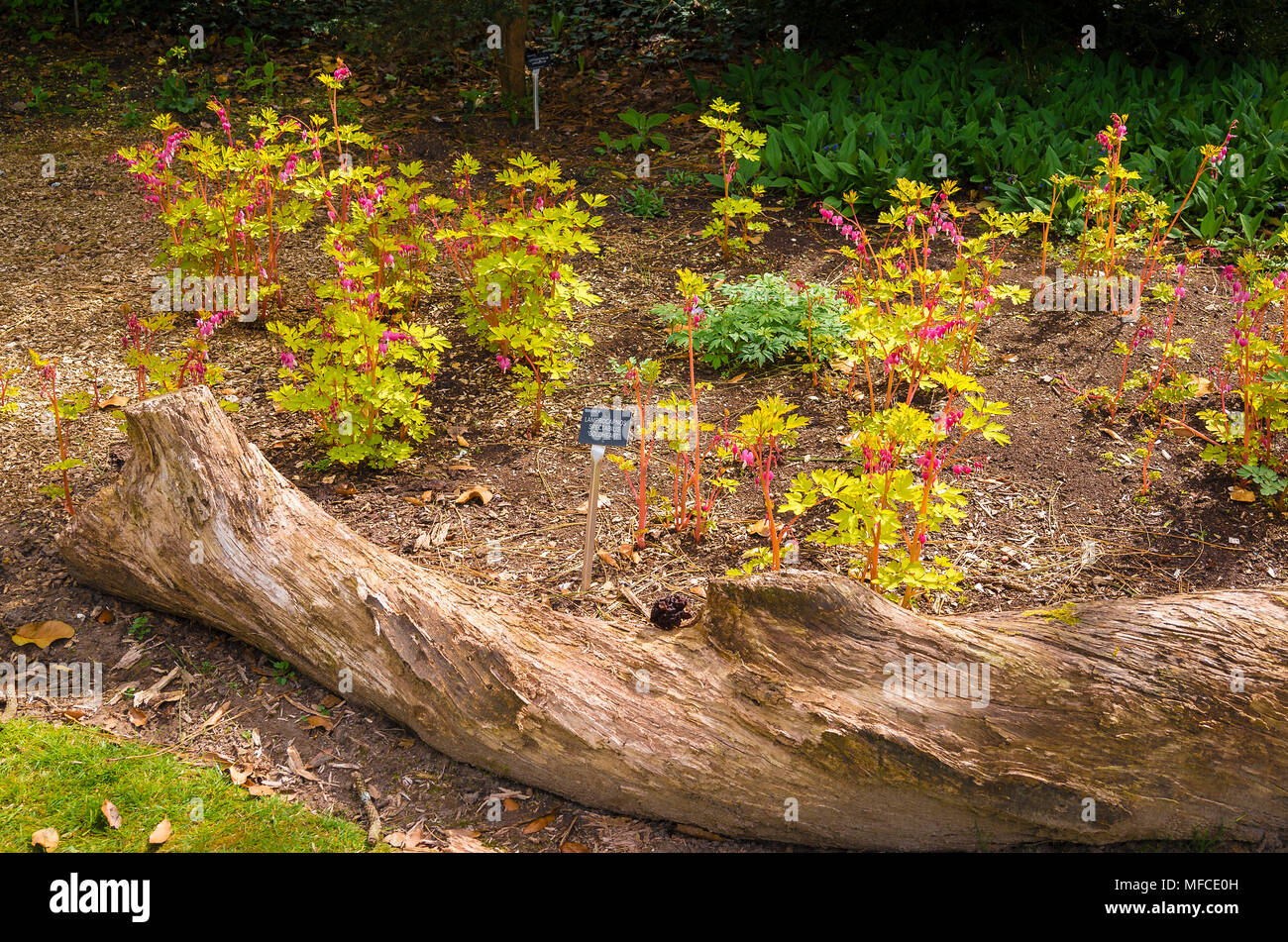 Dicentra spectabilis Gold Heart growing naturally and informally in a bed in an English garden Stock Photo