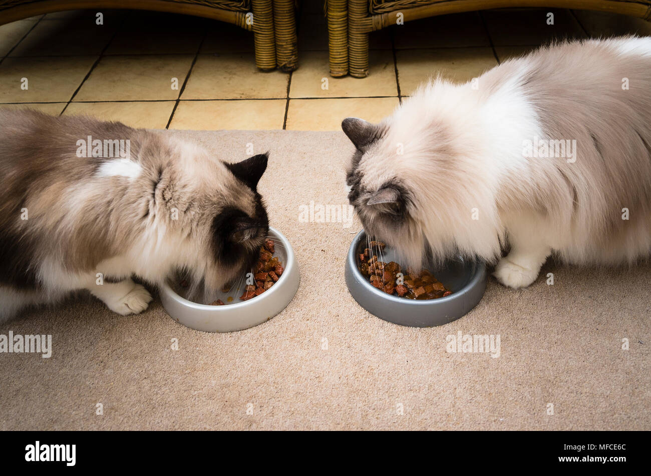 Two adult Ragdoll cats eating soft food together indoors on a