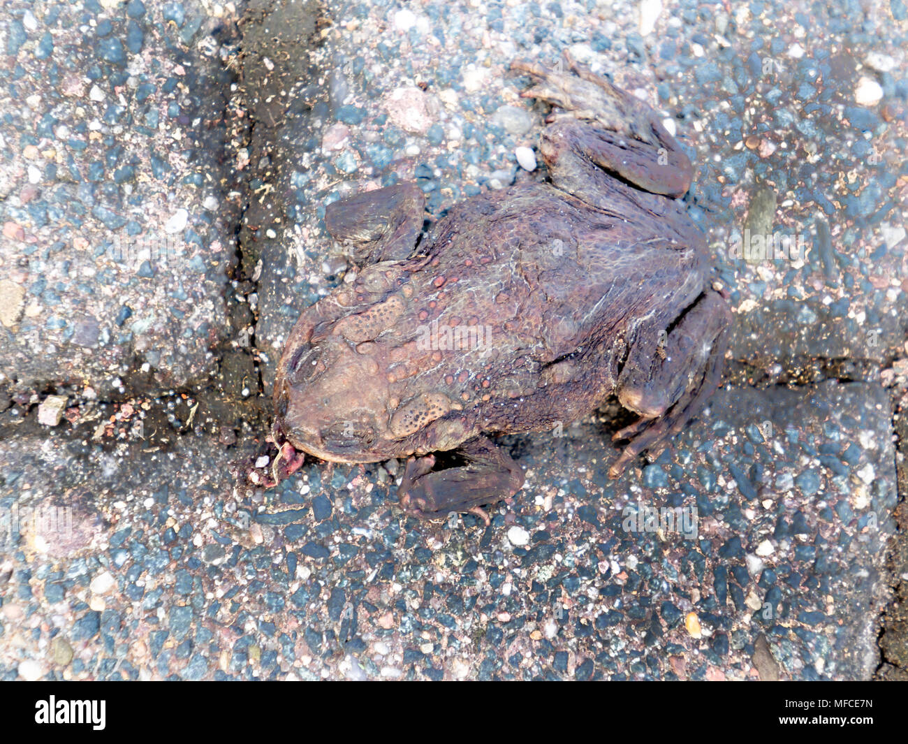 frog dead body was run over by car in the spring Stock Photo