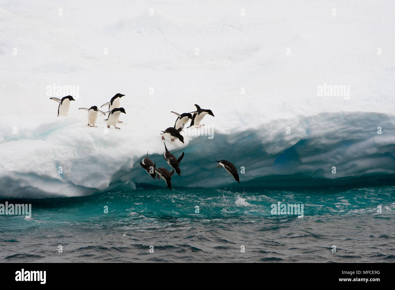 Adelie penguins jumping off iceberg; Antarctica Stock Photo - Alamy