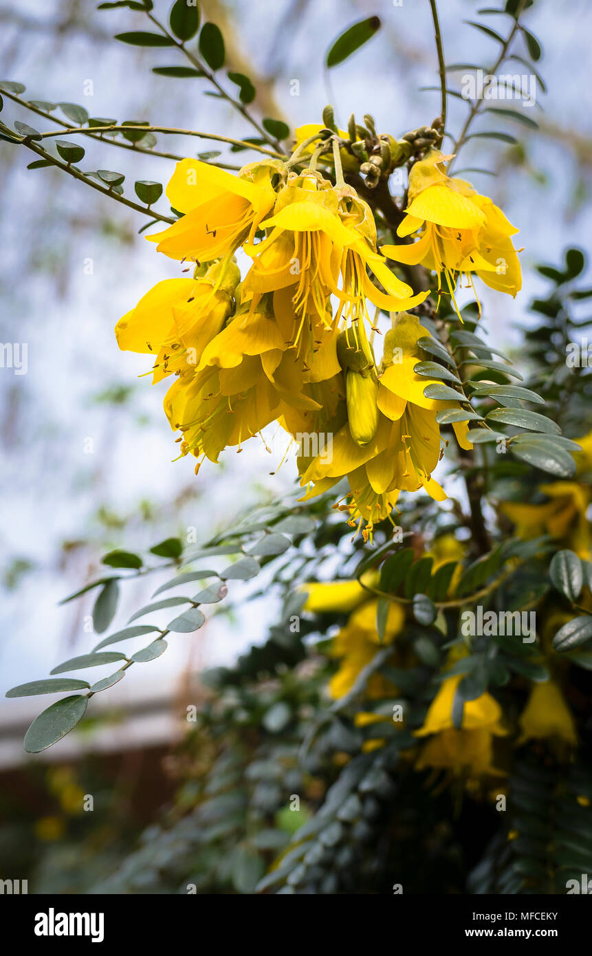 Yellow flowering Sophoro Sun King on a mature plant in UK Stock Photo