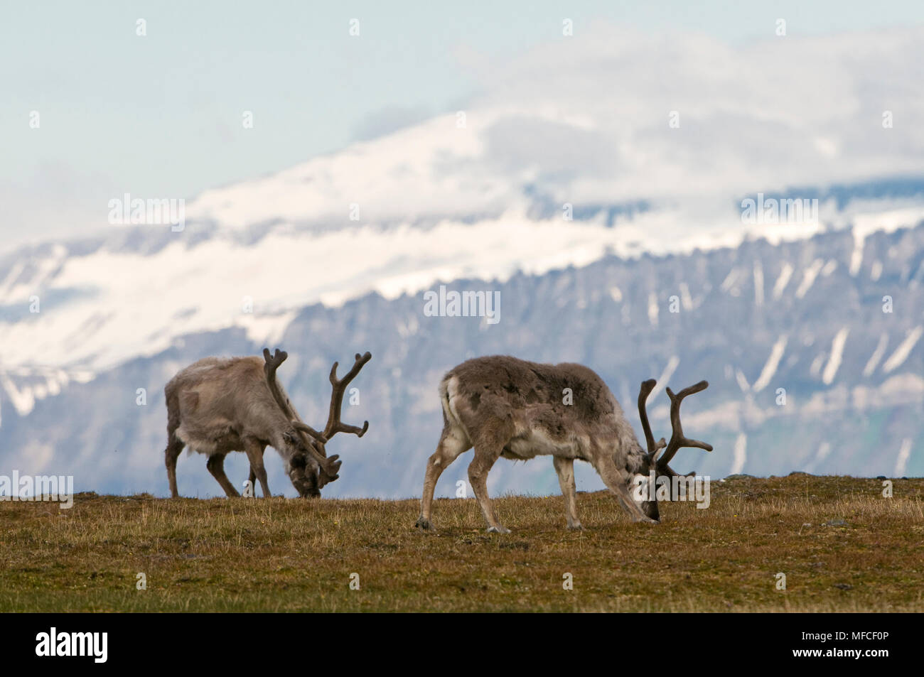 Spitsbergen reindeer, Rangifer tarandus platyrhychus; Spitsbergen Stock Photo