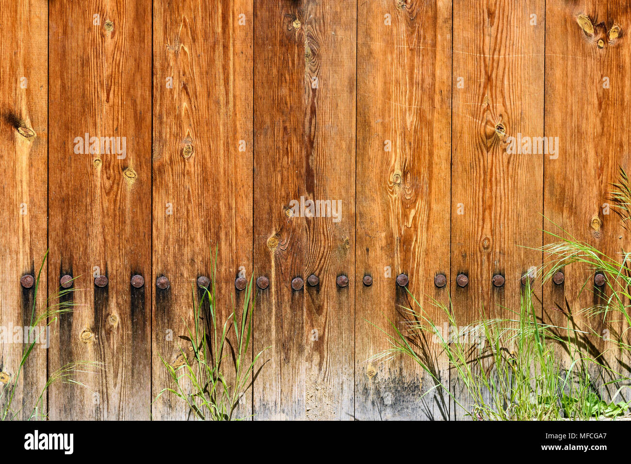 Background of light wooden planks with nubs and heads of rusty bolts, grass stems on bottom Stock Photo