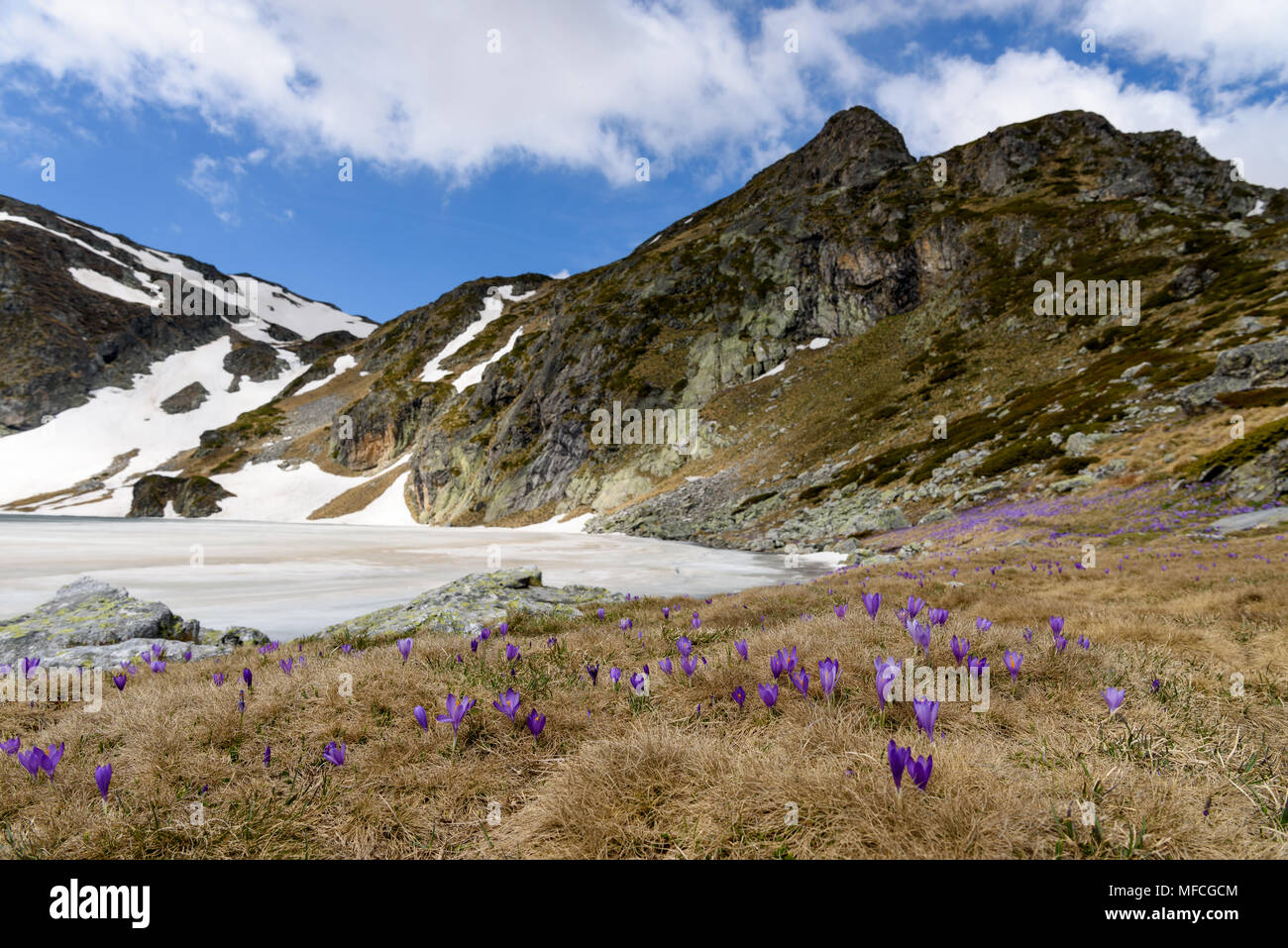 Springtime scenery of frozen lake, rugged mountain peaks in background and purple crocuses in foreground, Rila mountains, Bulgaria Stock Photo