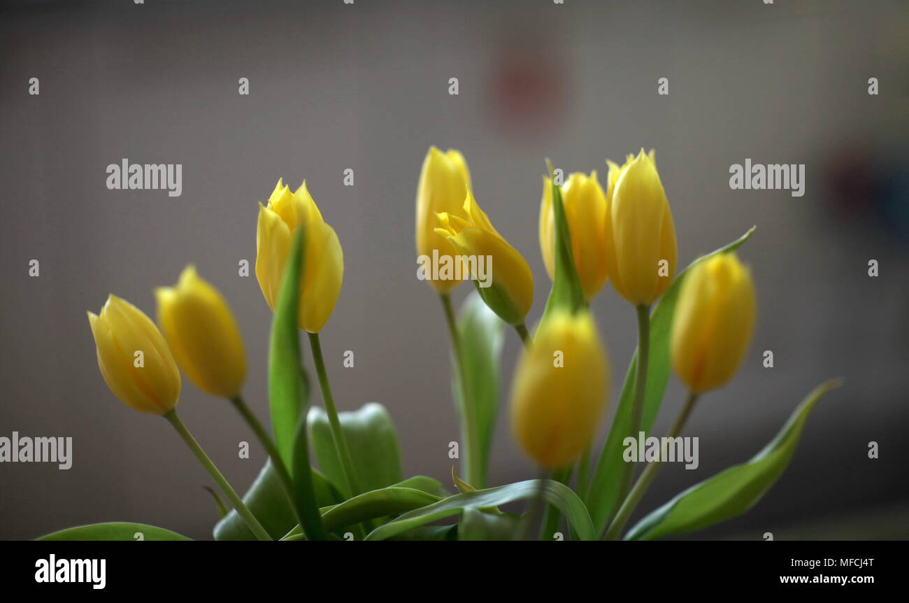 Unopened Flower High Resolution Stock Photography and Images Alamy