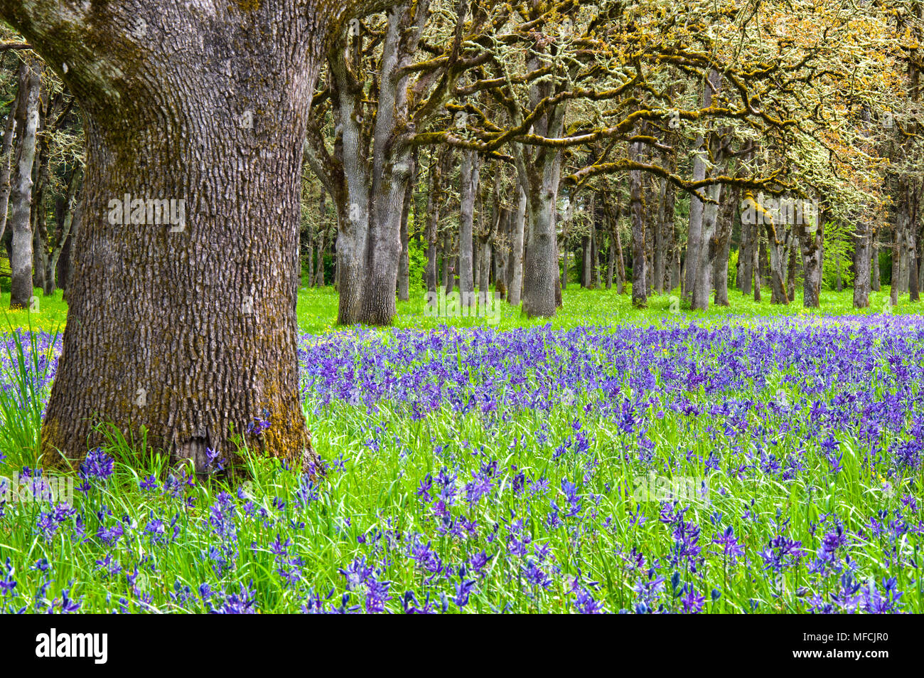 Meadow of Blue Camas wildflowers with oak tree forest Stock Photo