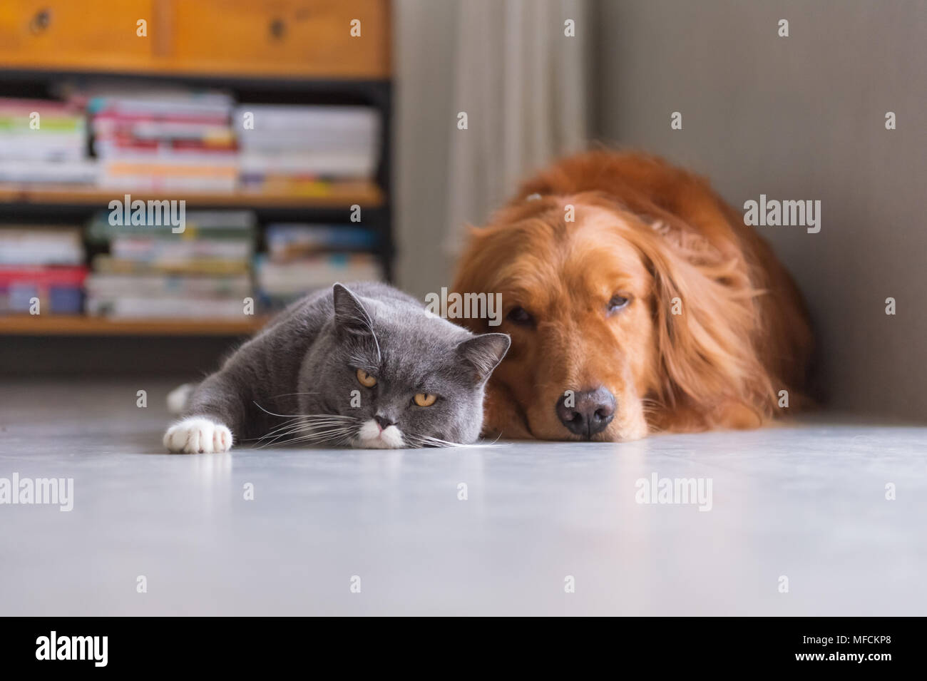 British Short Hair Cat And Golden Retriever Friendly To Get Along