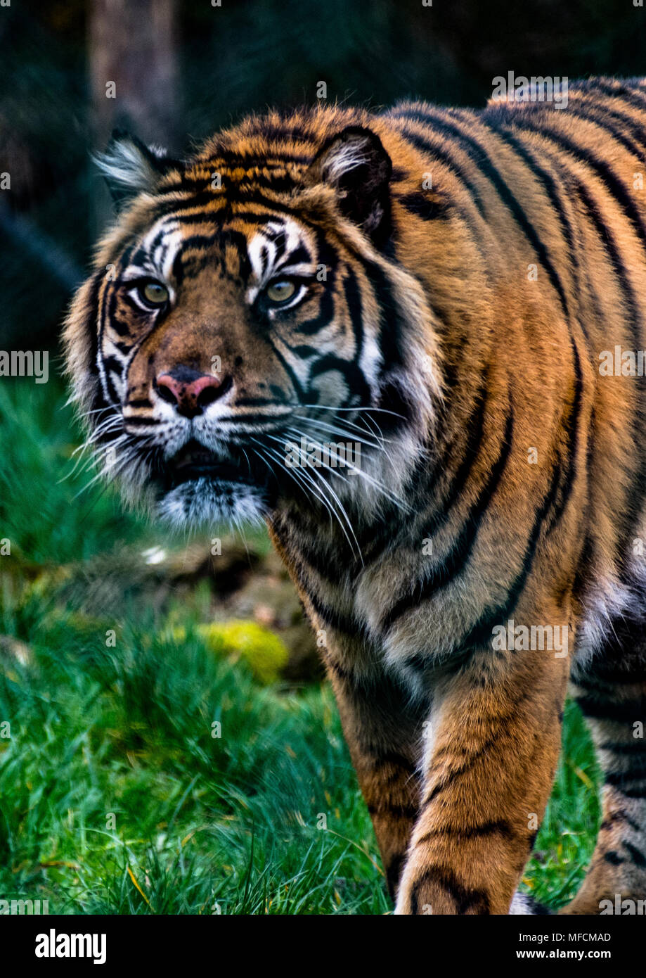 On the prowl Stock Photo Alamy