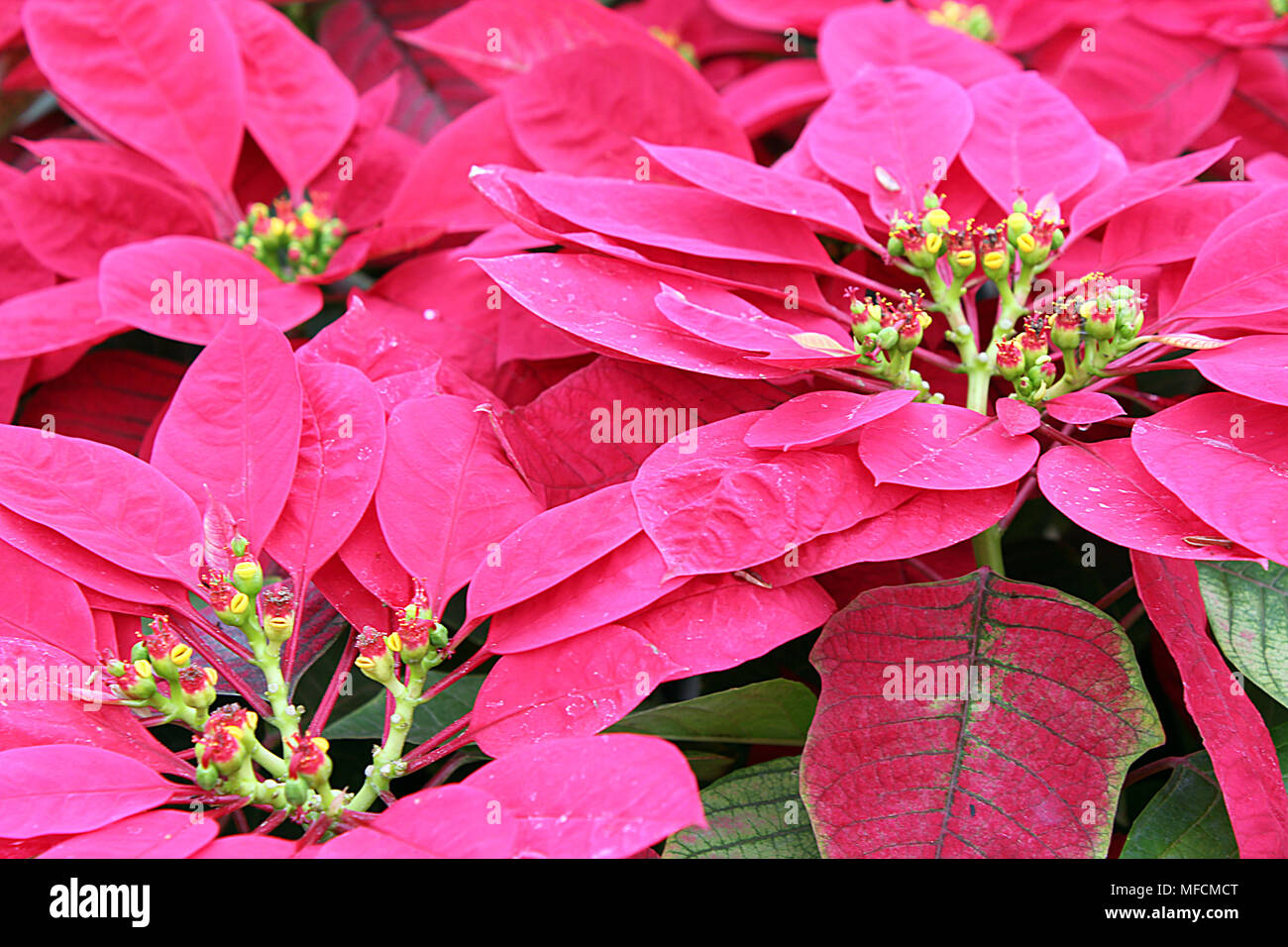The poinsettia is a commercially important plant species of the ...