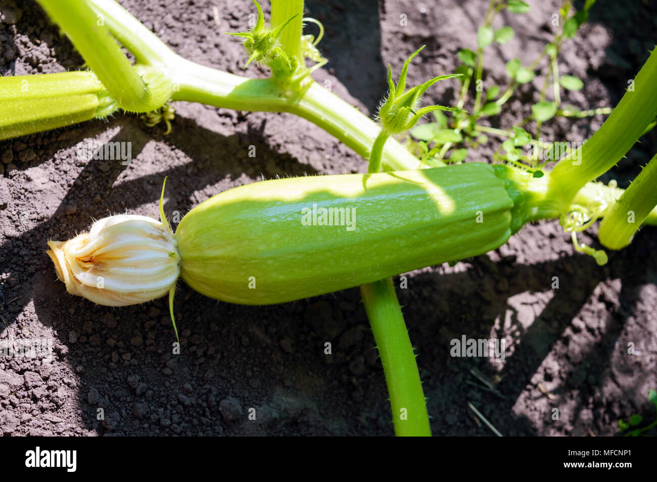 Young zucchini in the garden Stock Photo Alamy
