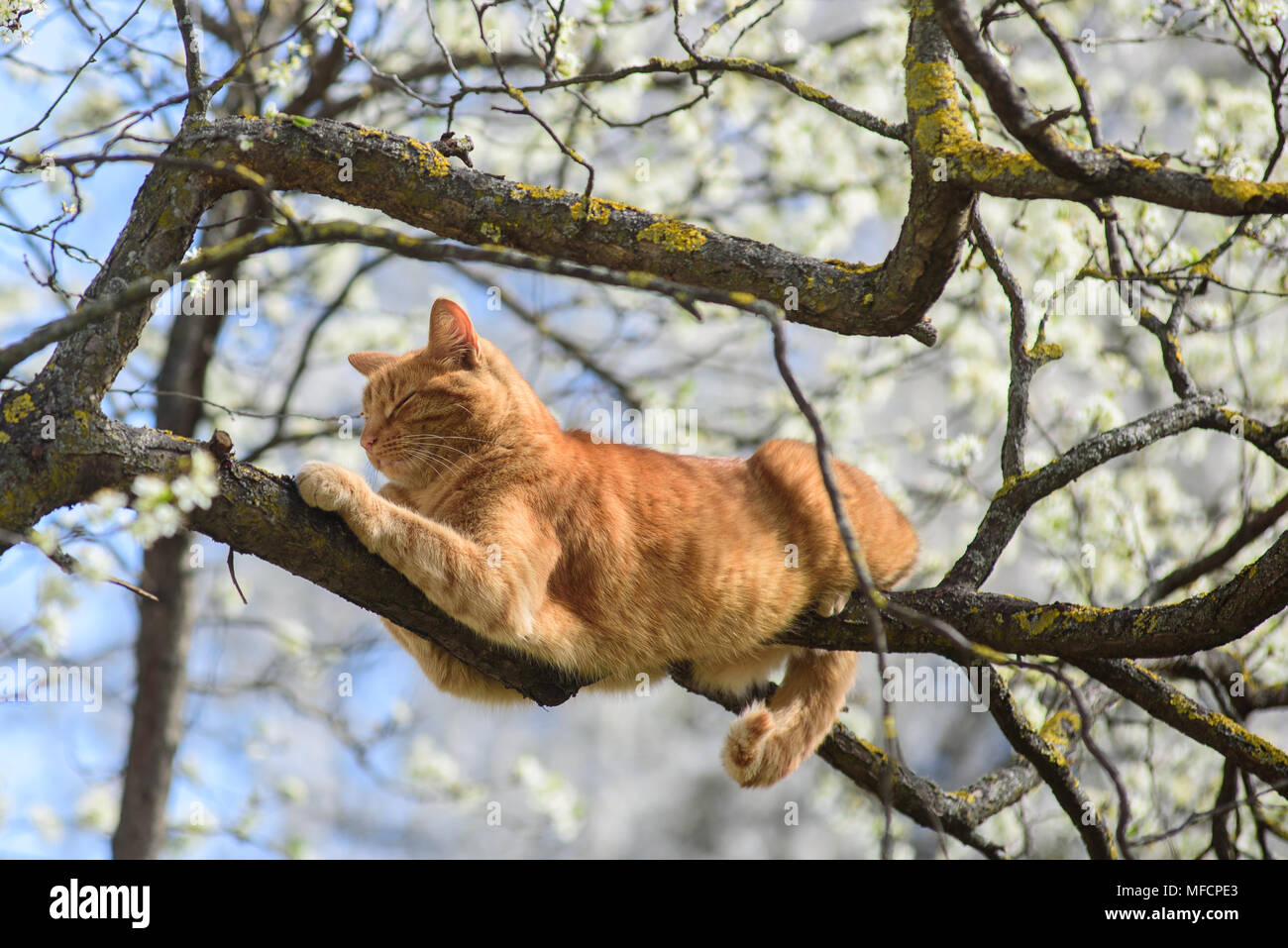 Beautiful ginger cat sleeping on plum tree. Stock Photo
