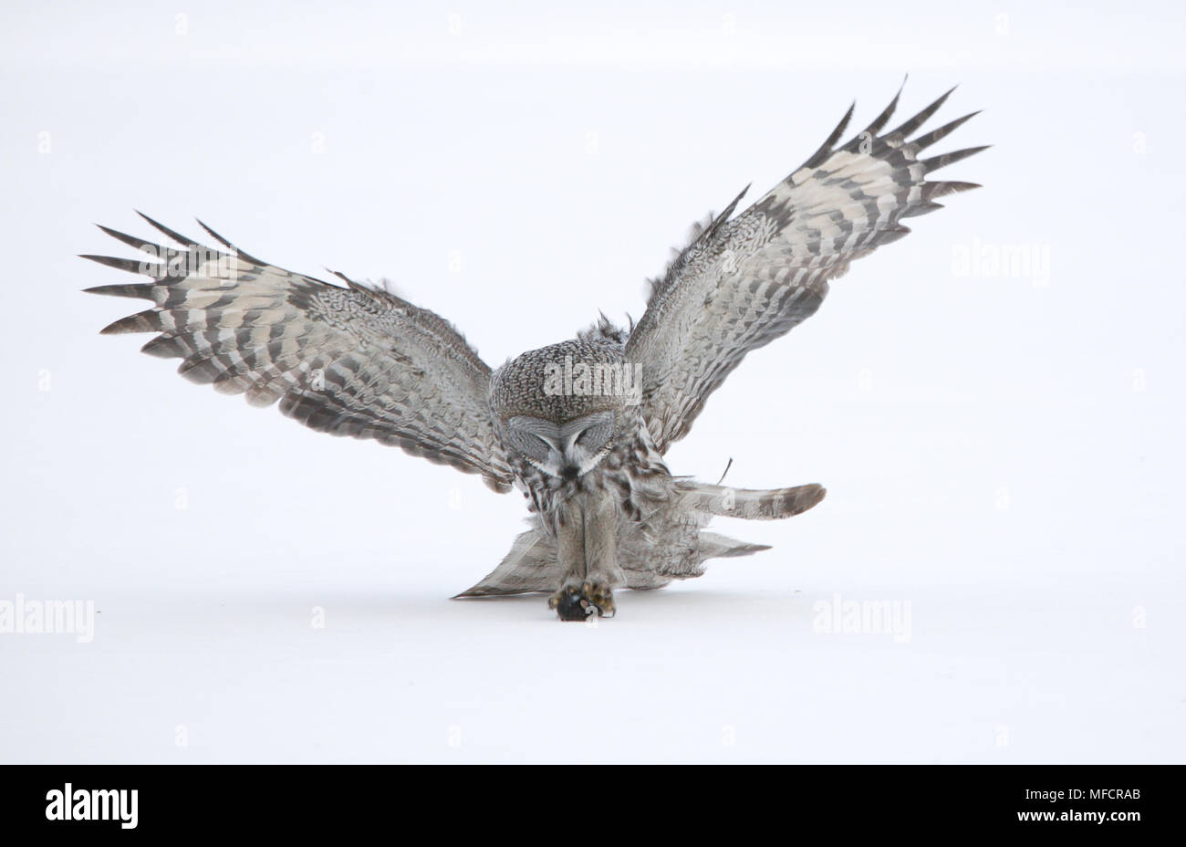 GREAT GREY OWL  Strix nebulosa swooping on Mouse prey Finland Stock Photo