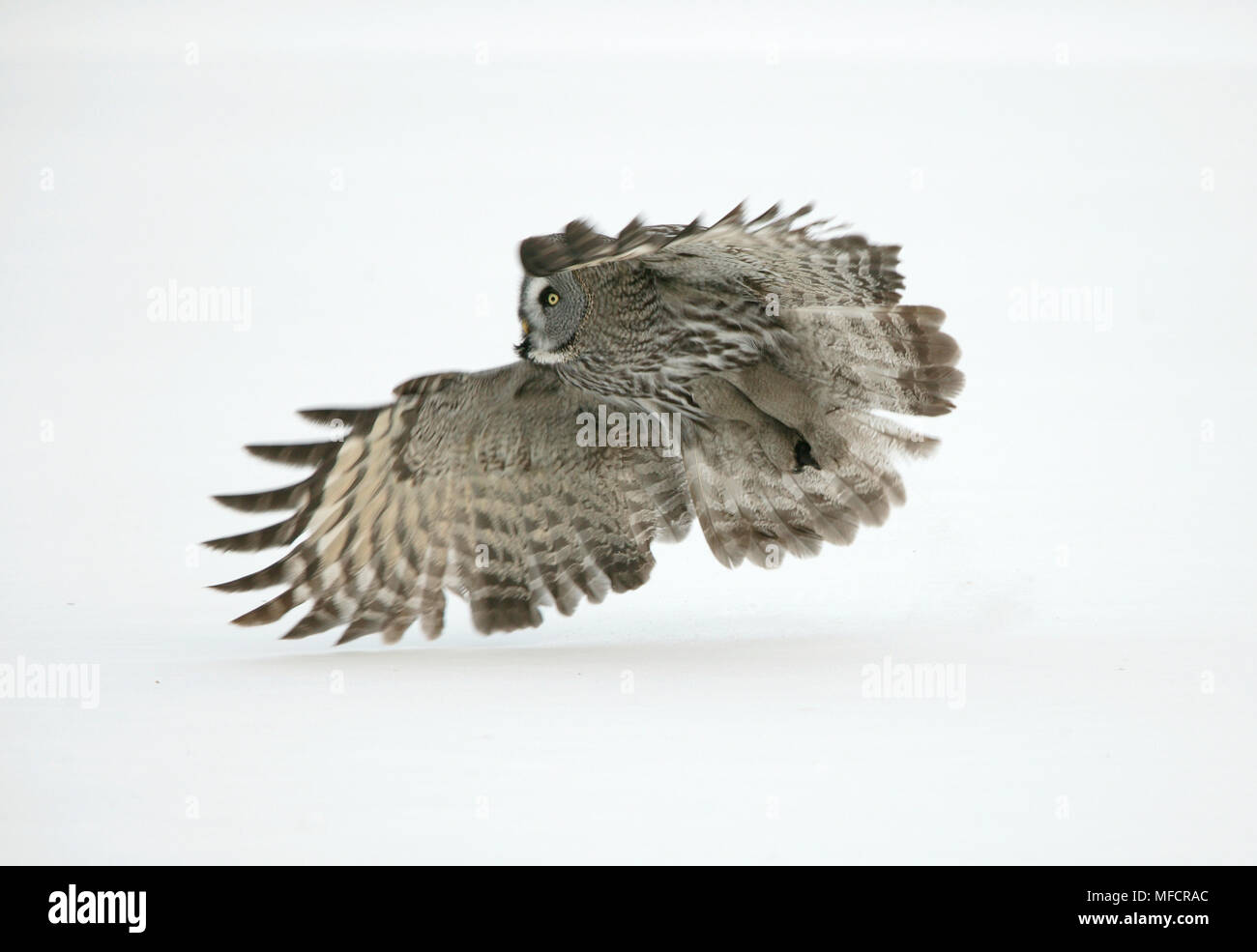 GREAT GREY OWL  Strix nebulosa flying with Mouse prey in talons Finland Stock Photo