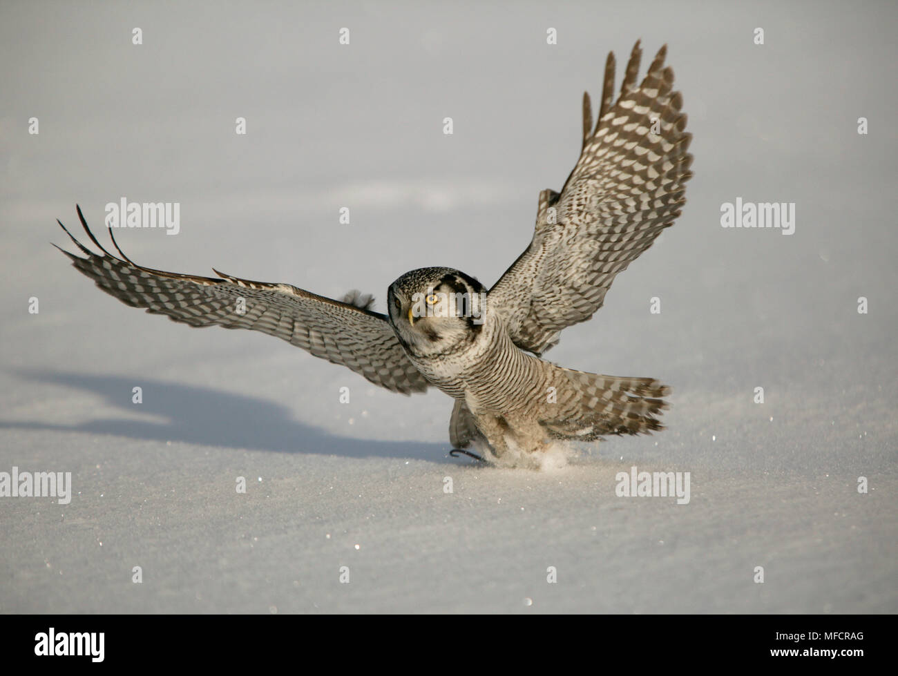 HAWK OWL Surnia ulula catching Mouse prey Finland Stock Photo