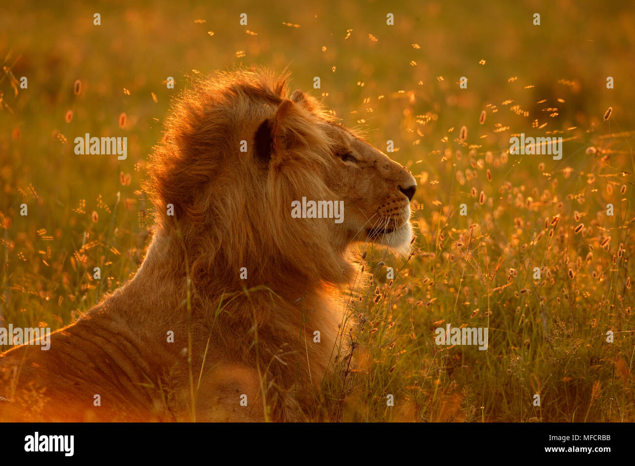 AFRICAN LION male Panthera leo Masai Mara National Reserve, Kenya Stock ...