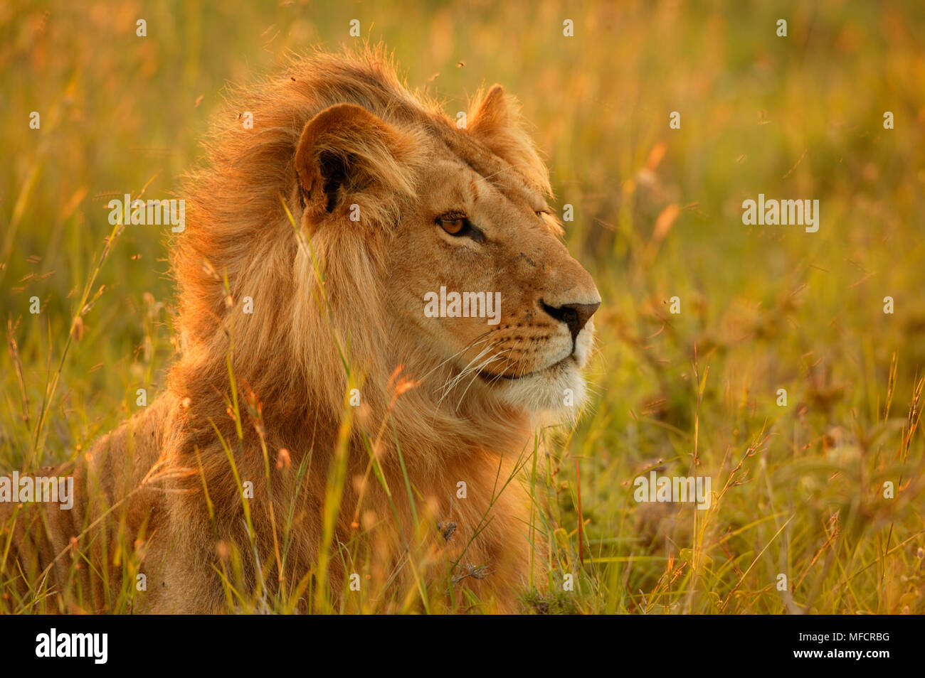 AFRICAN LION male Panthera leo Masai Mara National Reserve, Kenya Stock ...