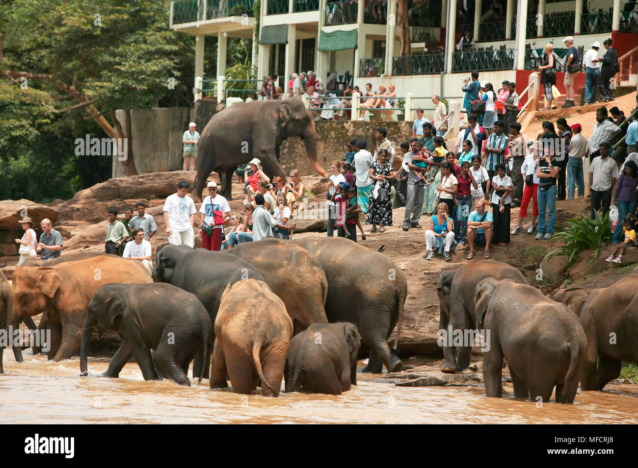 TOURISTS watching elephants at Pinnawala Elephant Orphanage, Sri Lanka Stock Photo Alamy