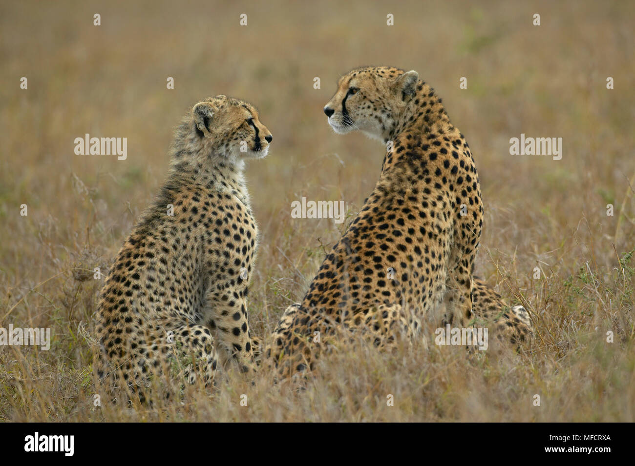 Parent offspring interaction hi-res stock photography and images - Alamy