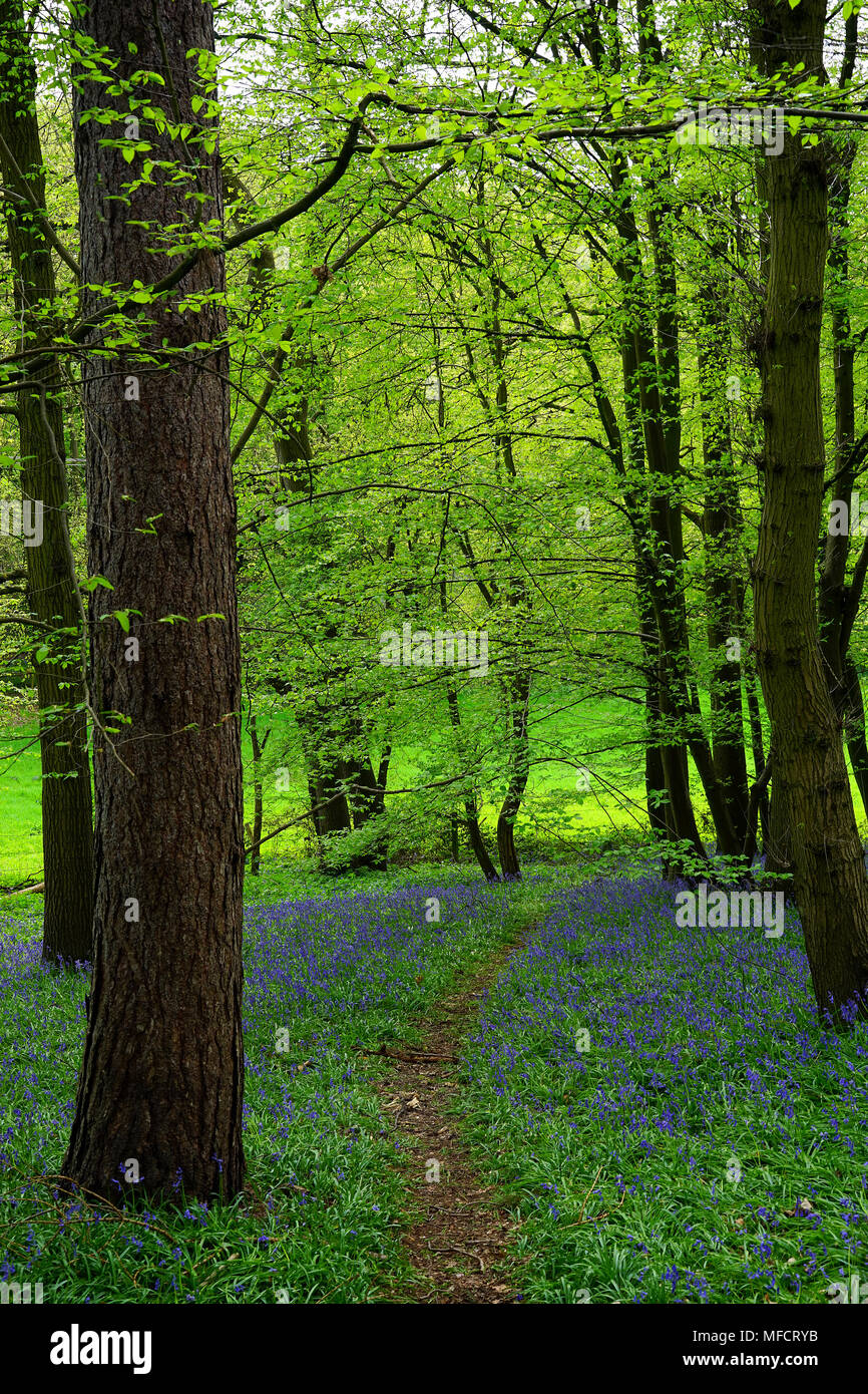 A springtime view from the Ayot Greenway near Ayot Green Stock Photo