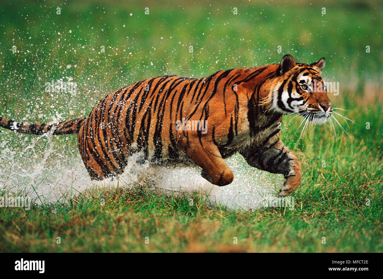 Амурский тигр в движении. Тигр в беге. Тигр бежит. Тайгер лабушер (тигр). Тигр бежит.