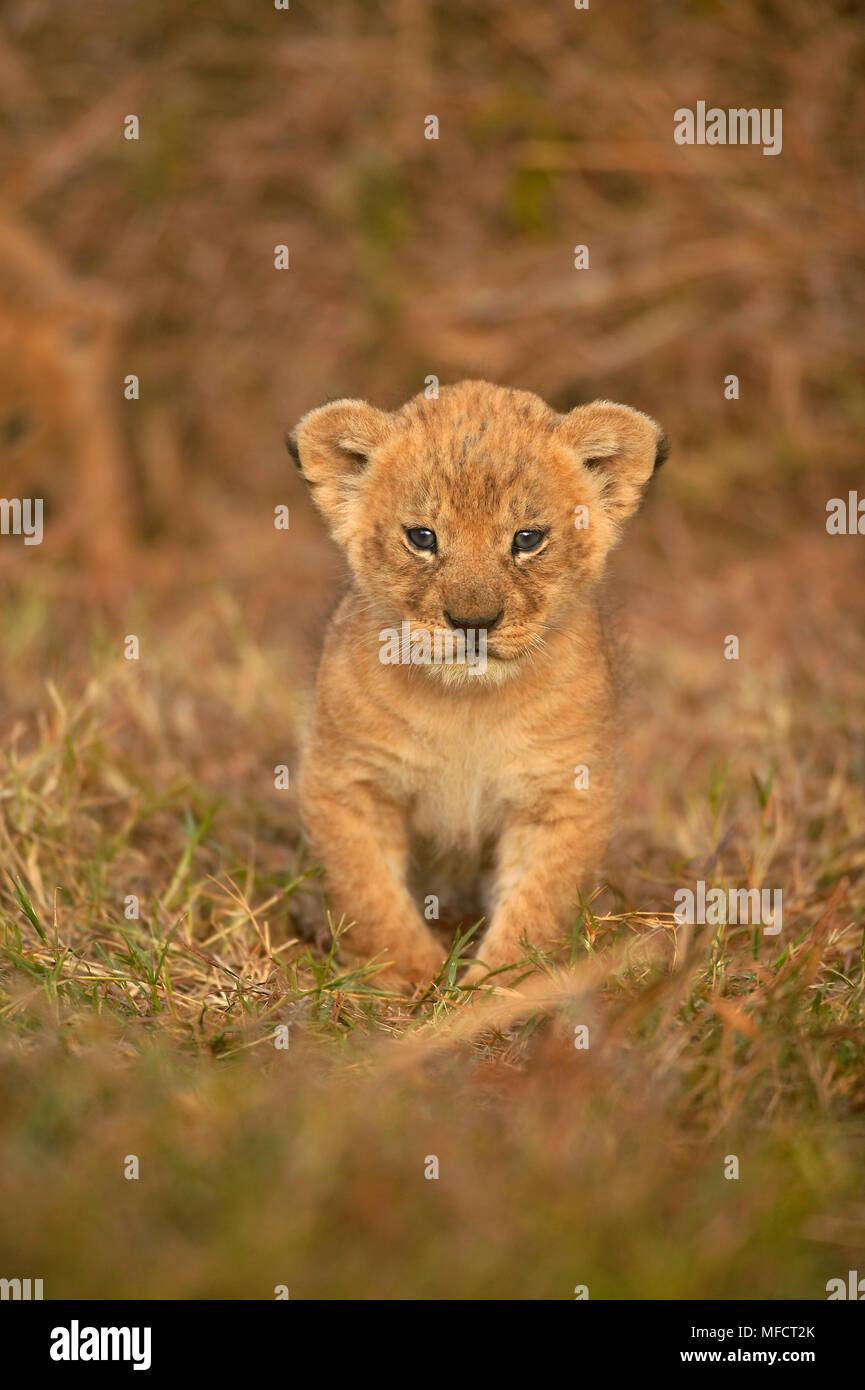 AFRICAN LION Panthera leo young cub emerging from hiding Masai Mara ...