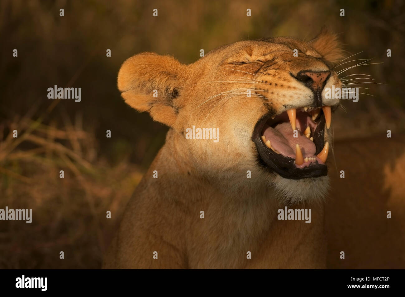 AFRICAN LION yawning Panthera leo Masai Mara National Reserve, Kenya ...