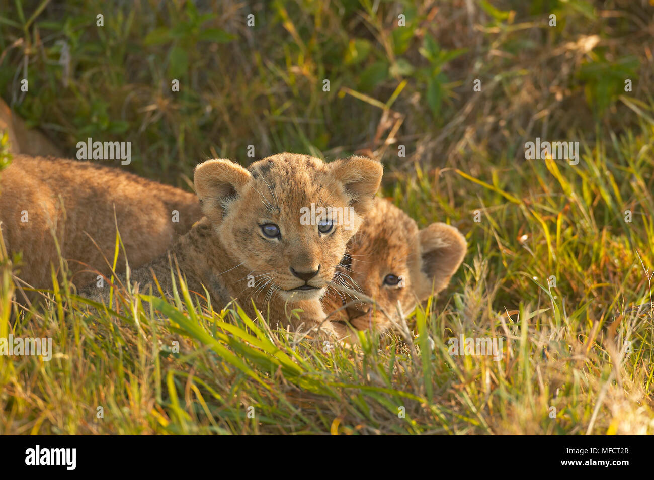 AFRICAN LION cubs playing Panthera leo Masai Mara National Reserve ...