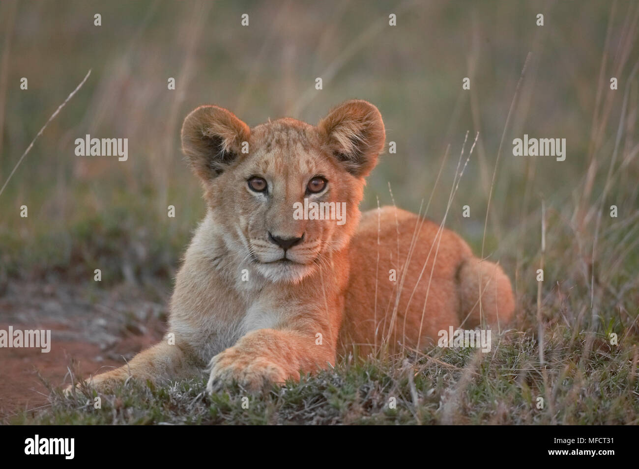 AFRICAN LION young Panthera leo Masai Mara National Reserve, Kenya ...