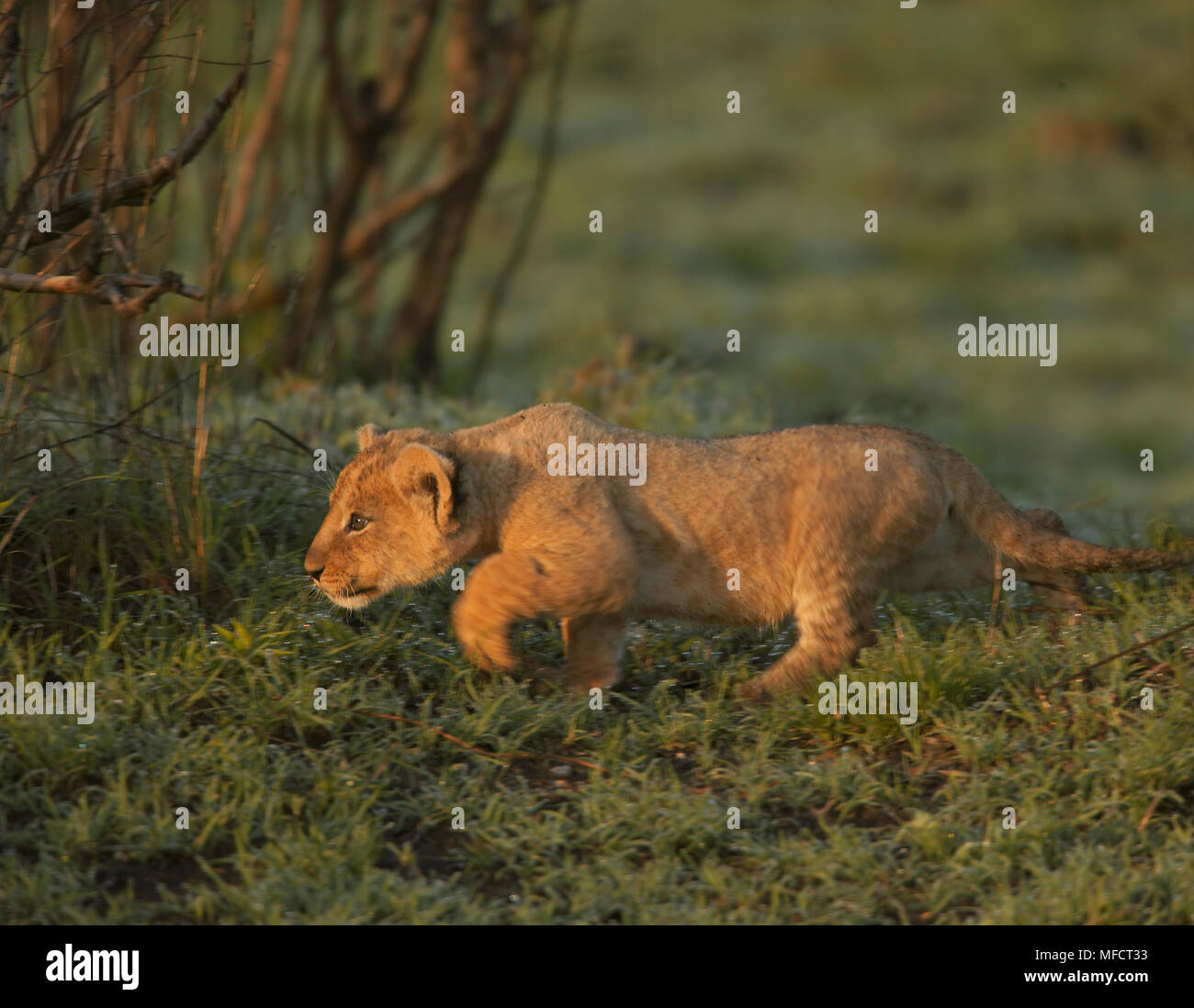 AFRICAN LION young playing Panthera leo Masai Mara National Reserve ...