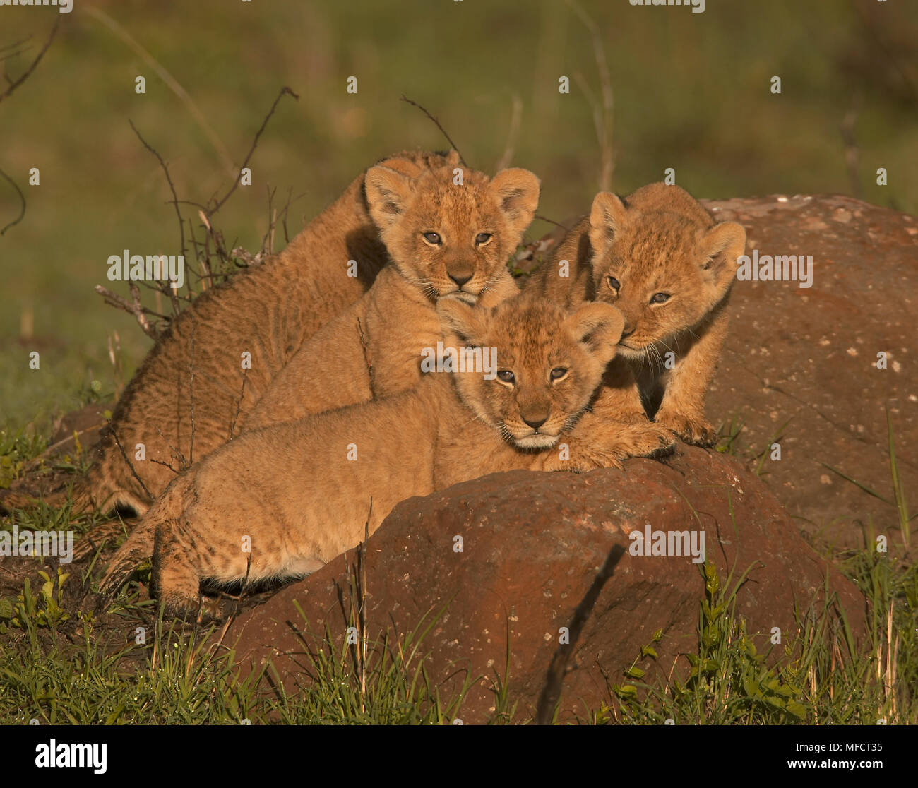 AFRICAN LION young Panthera leo Masai Mara National Reserve, Kenya ...