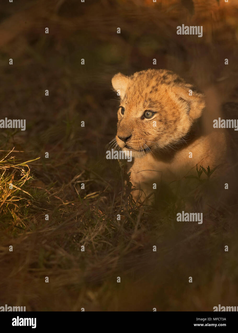 AFRICAN LION young Panthera leo Masai Mara National Reserve, Kenya ...