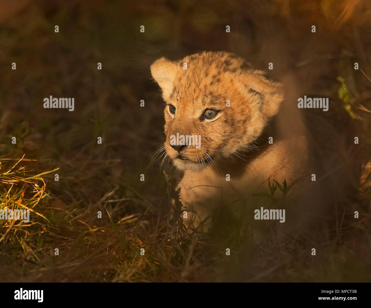 AFRICAN LION young Panthera leo Masai Mara National Reserve, Kenya ...