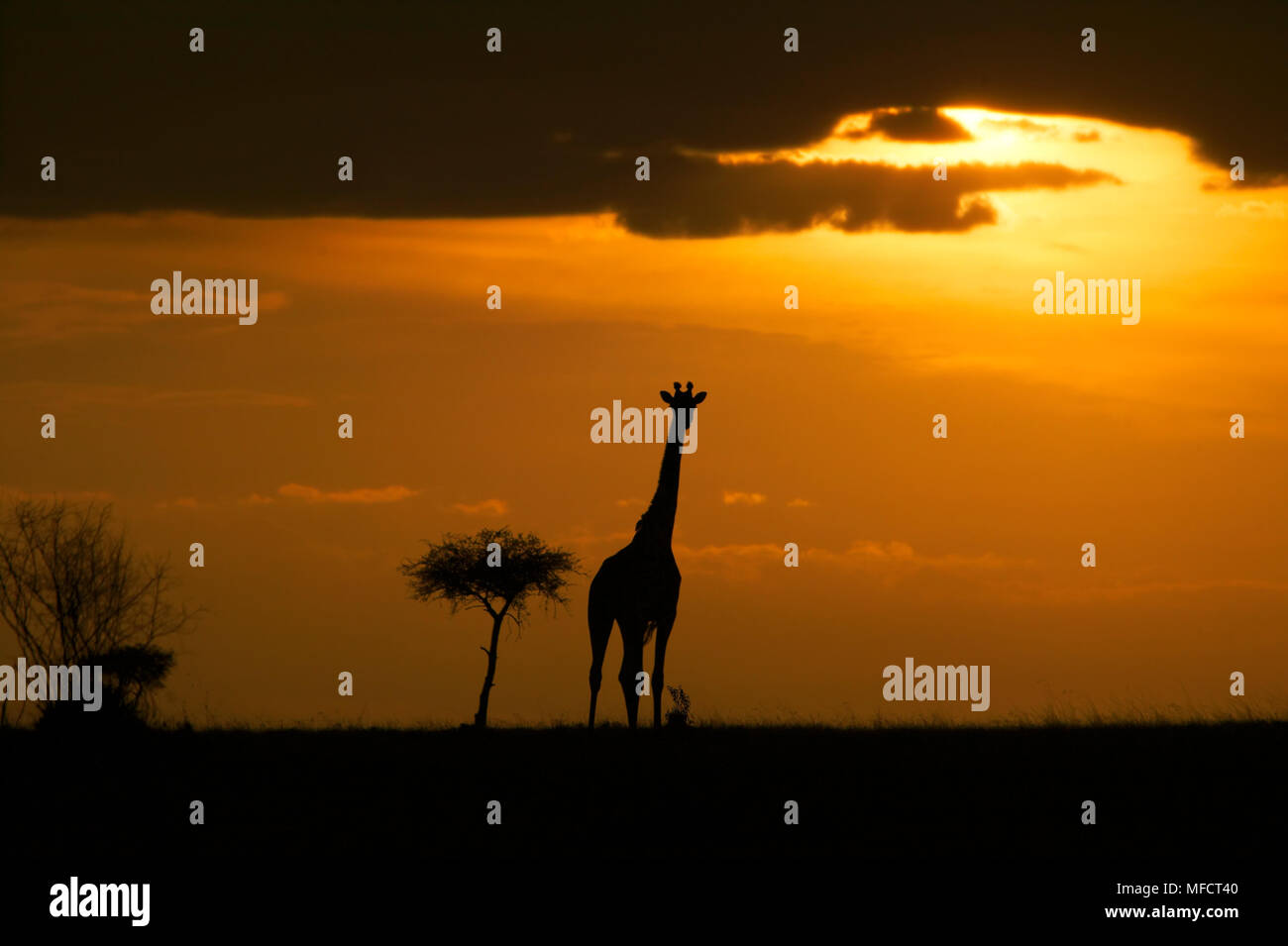 Masai maasai giraffe Stock Vector Images - Alamy