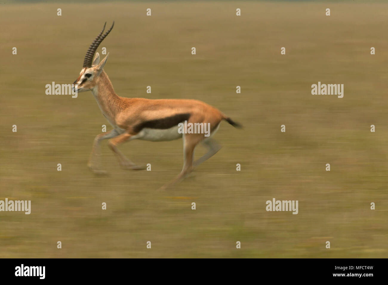 THOMSONS GAZELLE male running Gazella thomsonii Masai Mara National ...