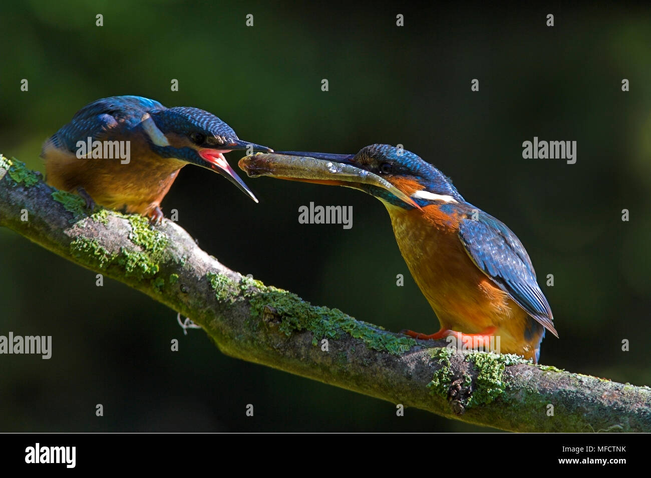 Baby Kingfisher High Resolution Stock Photography and Images Alamy